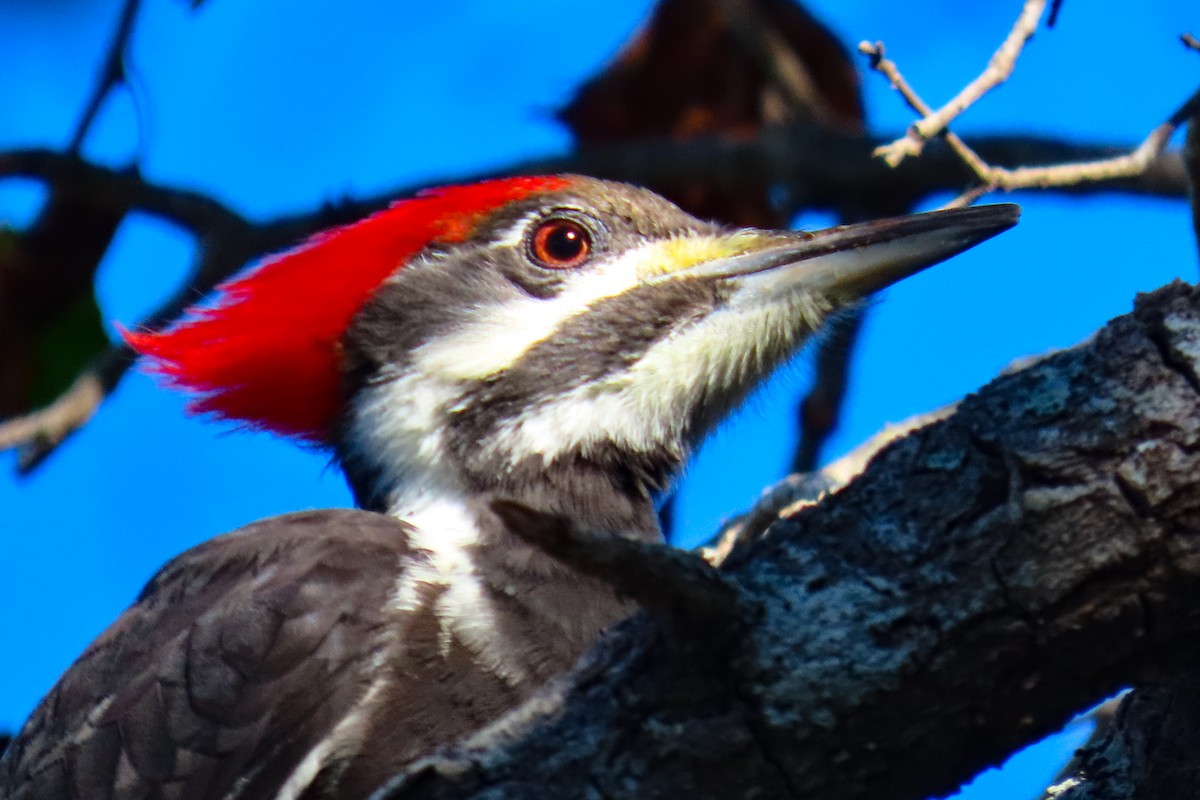 Pileated Woodpecker - ML627059227