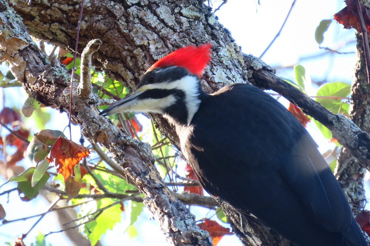 Pileated Woodpecker - ML627059228