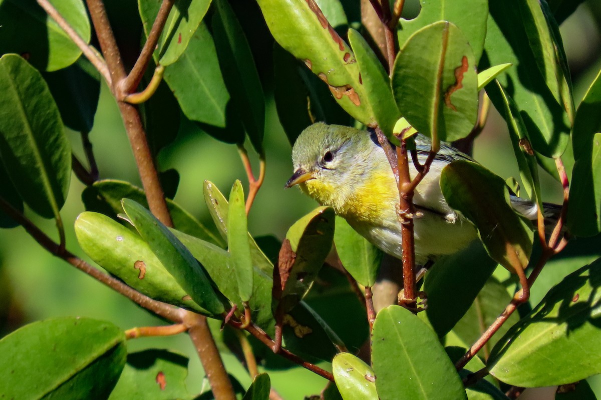 Northern Parula - ML627059242