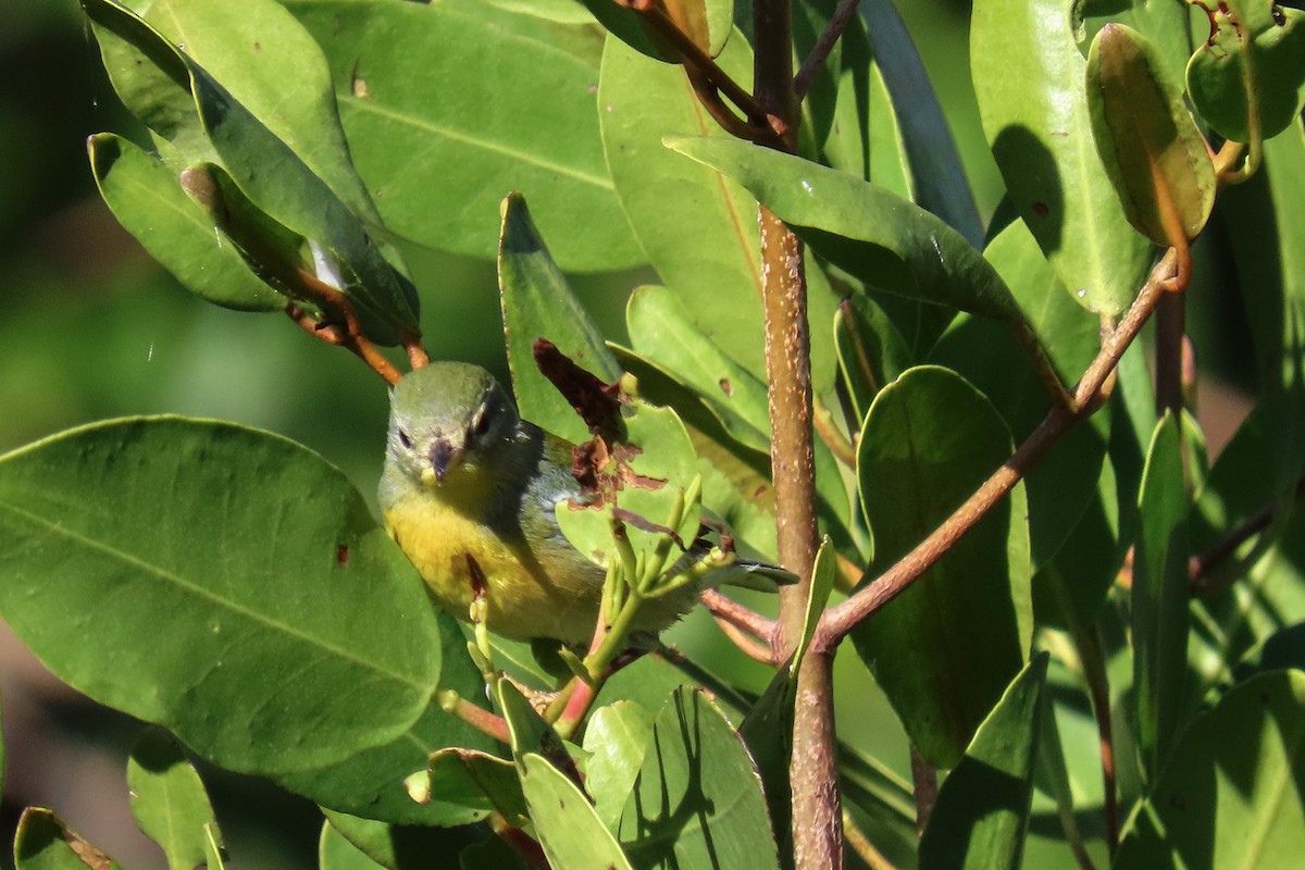 Northern Parula - ML627059243