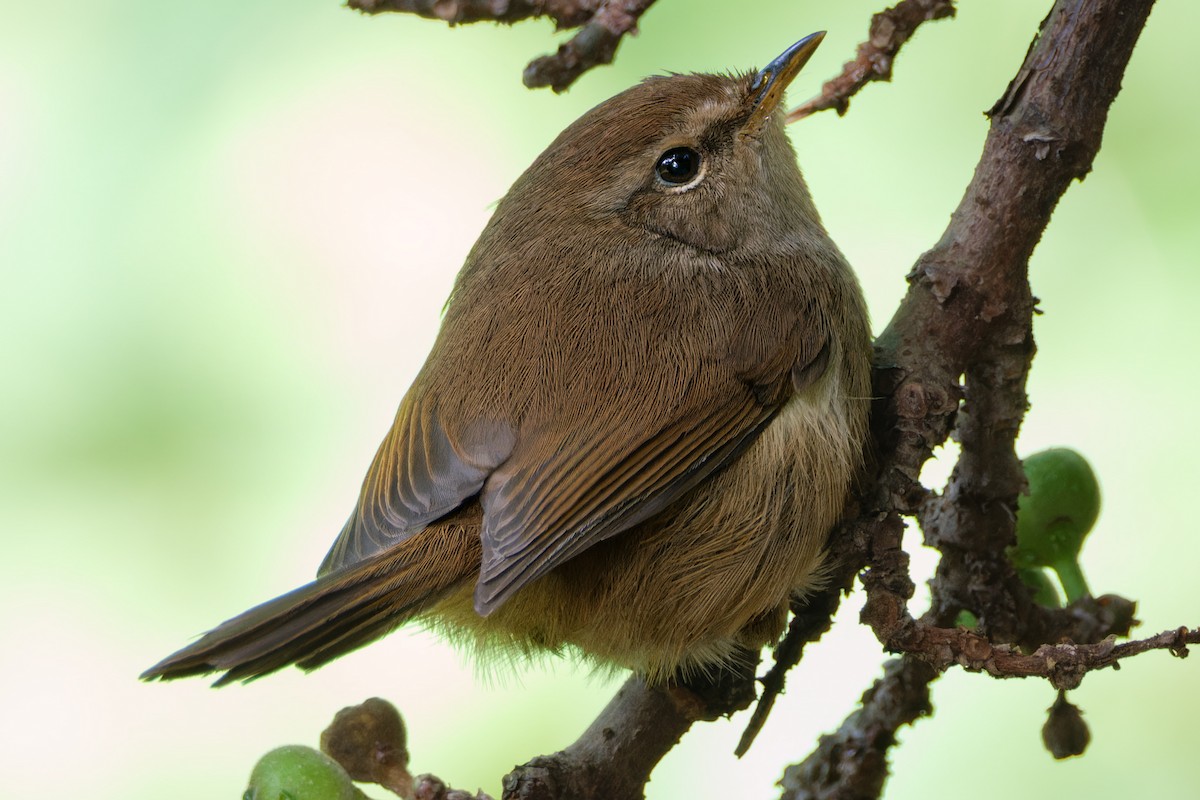 Brownish-flanked Bush Warbler - ML627059270