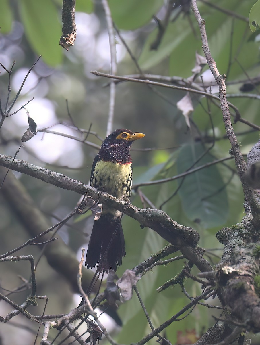 Eastern Yellow-billed Barbet - ML627059362