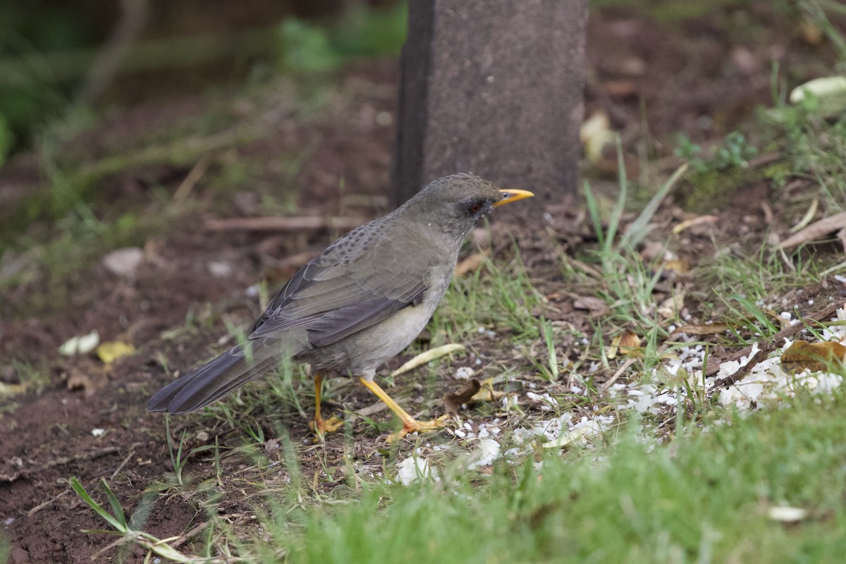 Great Thrush - ML627059380