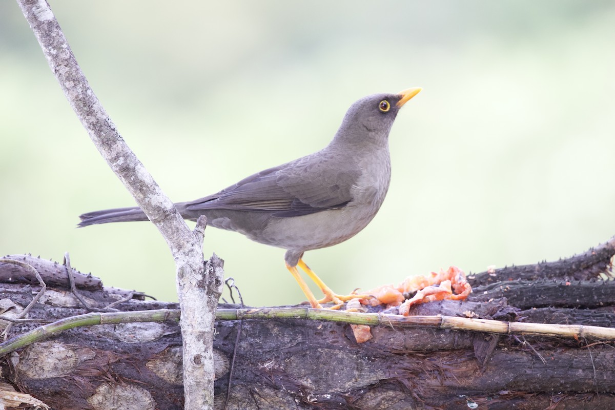 Great Thrush - ML627059382