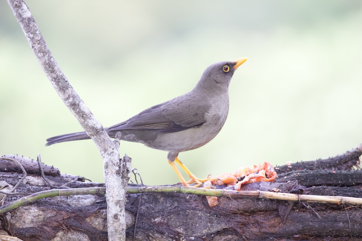 Great Thrush - ML627059383