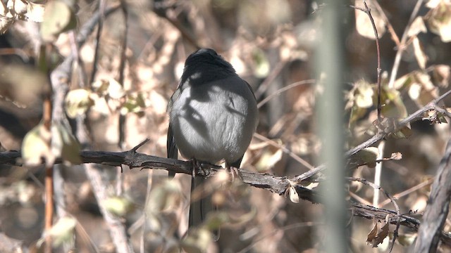 guløyejunko - ML627059628