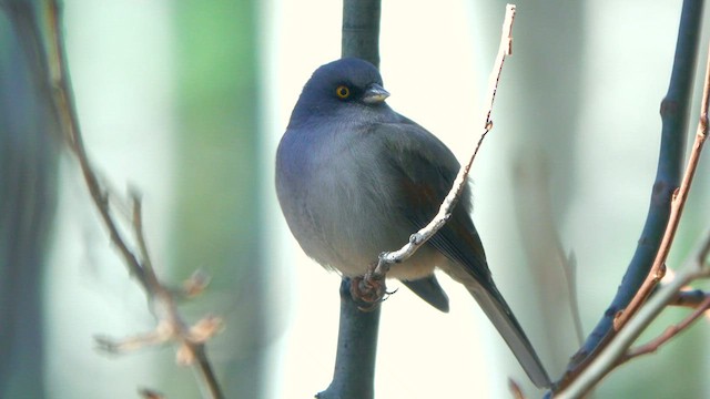guløyejunko - ML627059630