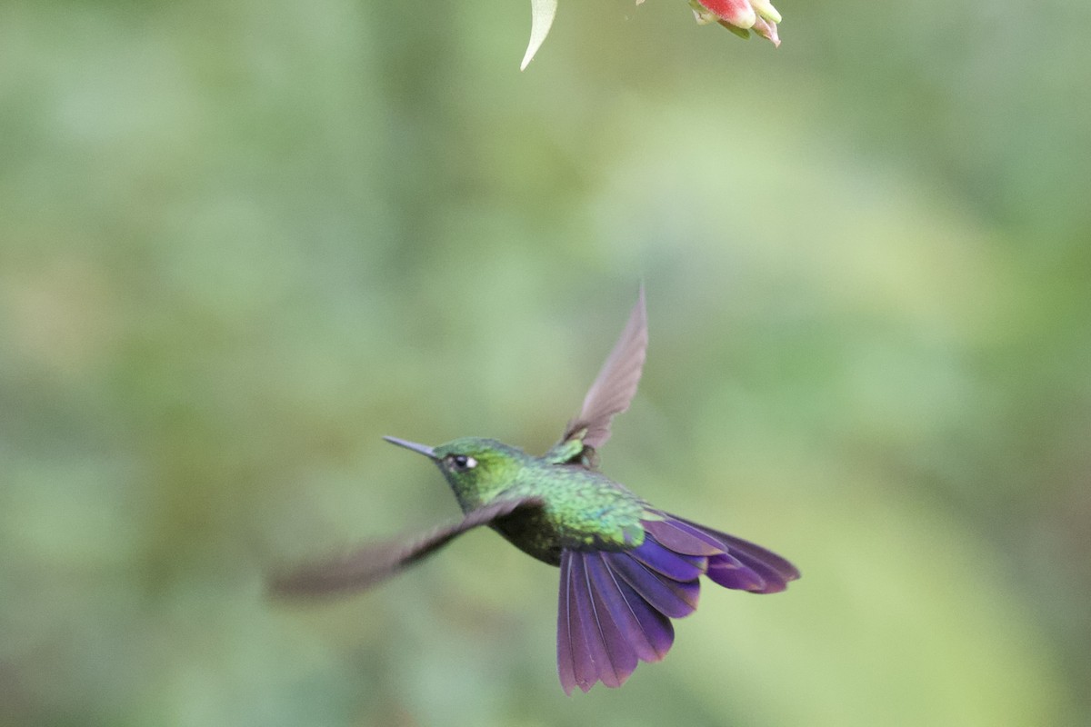 Steely-vented Hummingbird - ML627059846