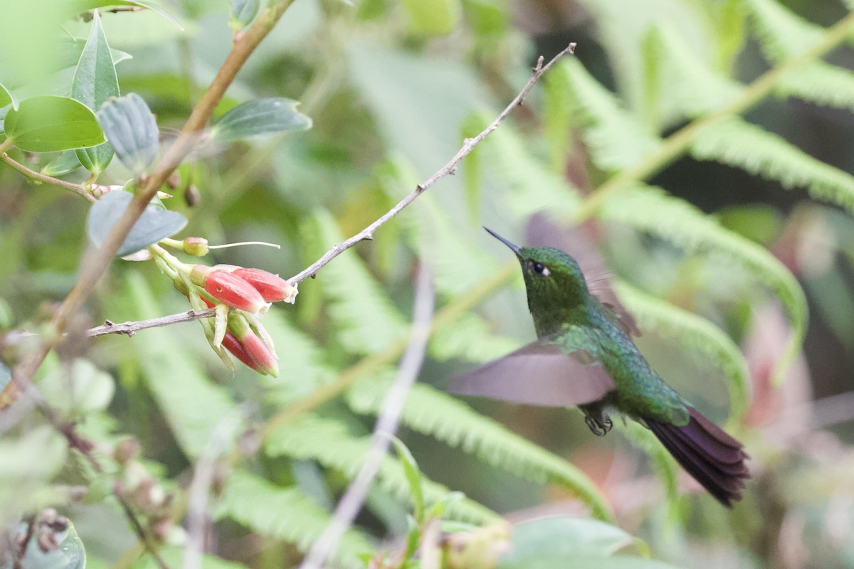 Steely-vented Hummingbird - ML627059847