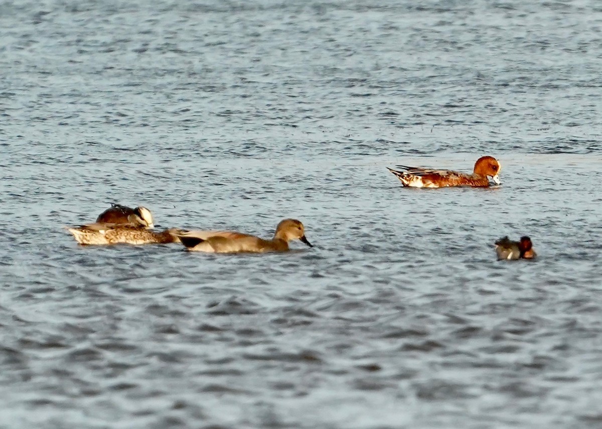 Eurasian Wigeon - ML627059919