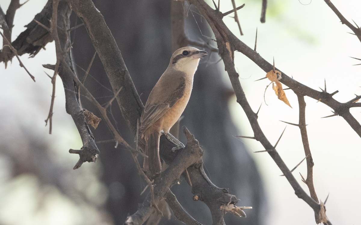 Brown Shrike - ML627059944