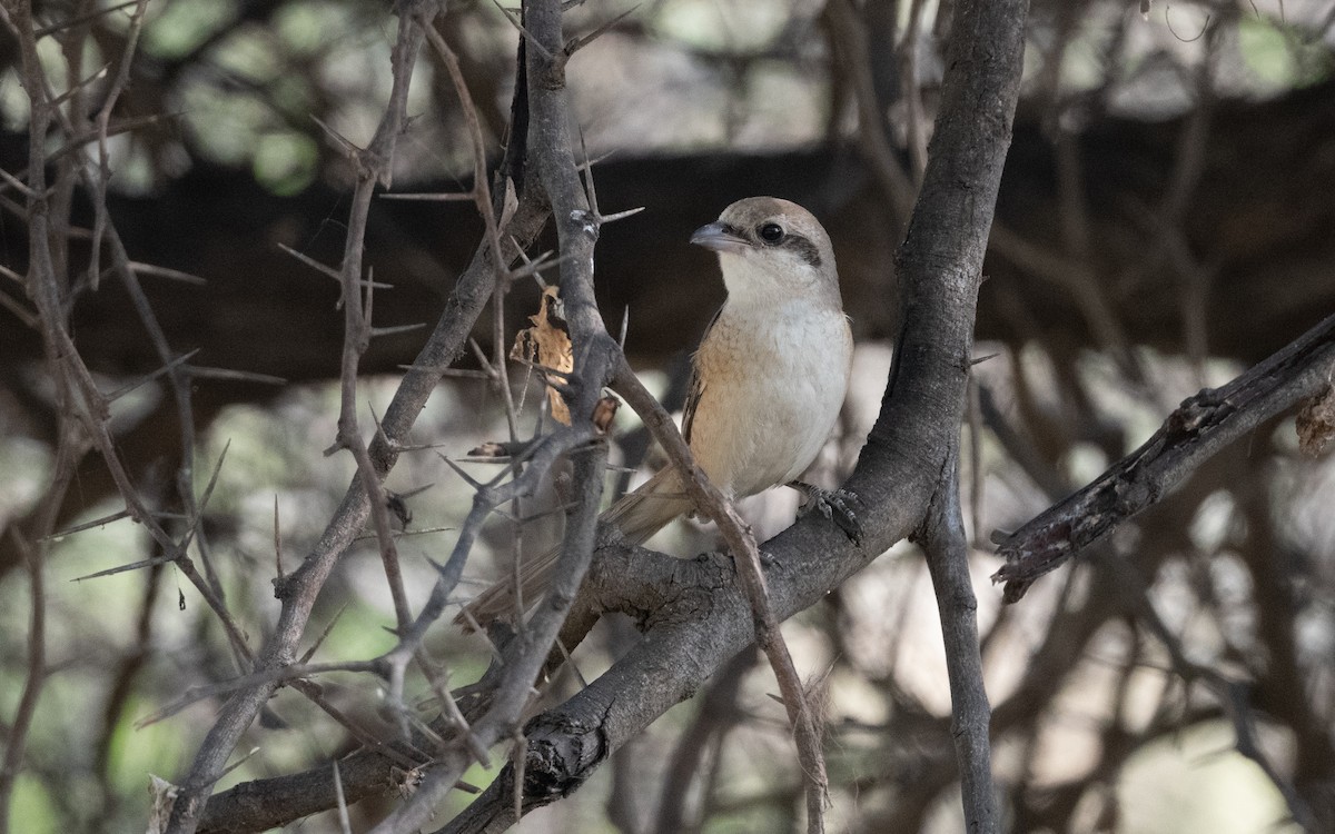 Brown Shrike - ML627059945