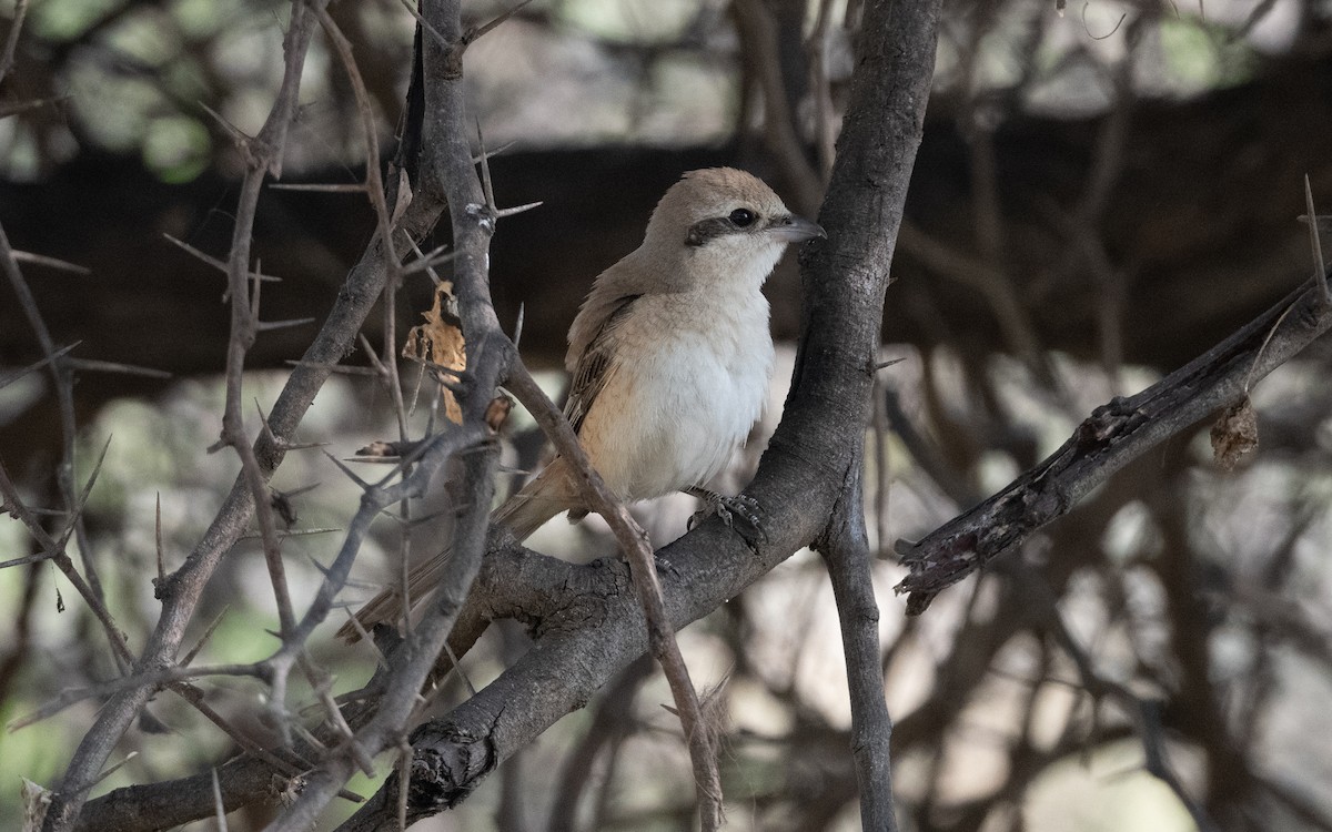 Brown Shrike - ML627059946
