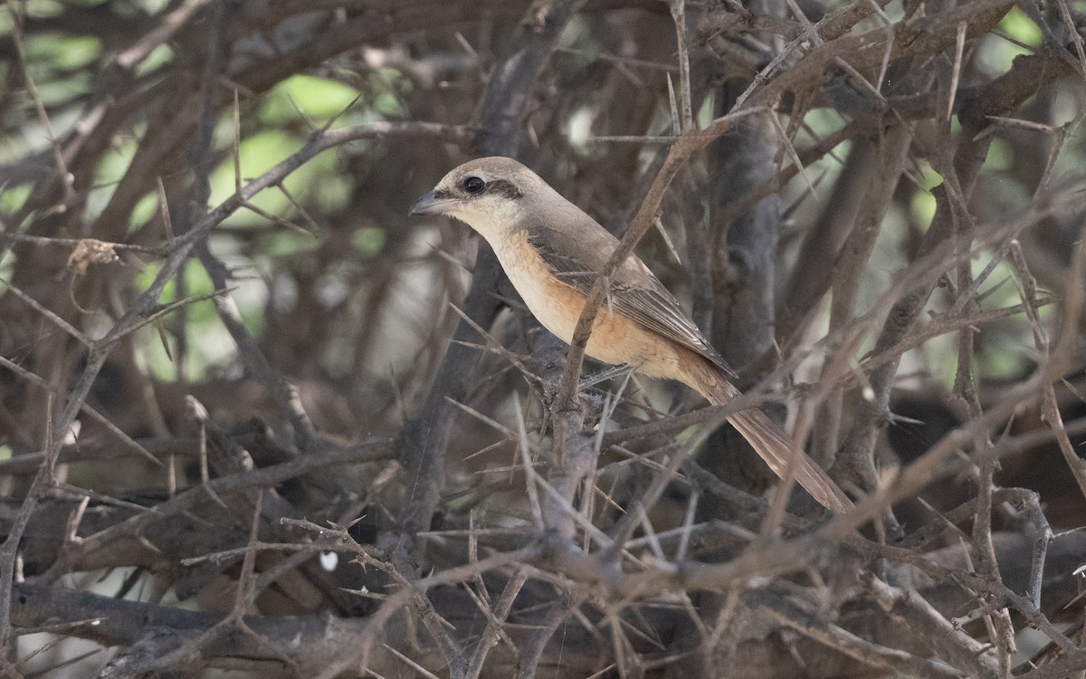 Brown Shrike - ML627059947