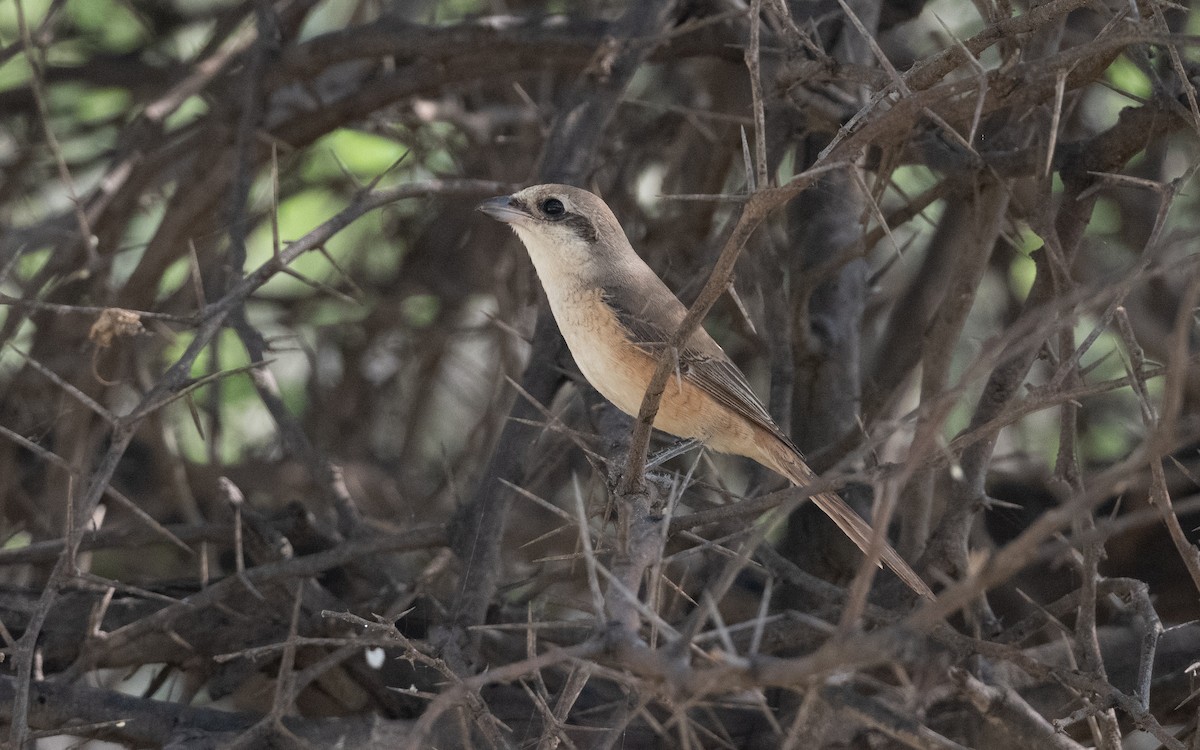 Brown Shrike - ML627059948