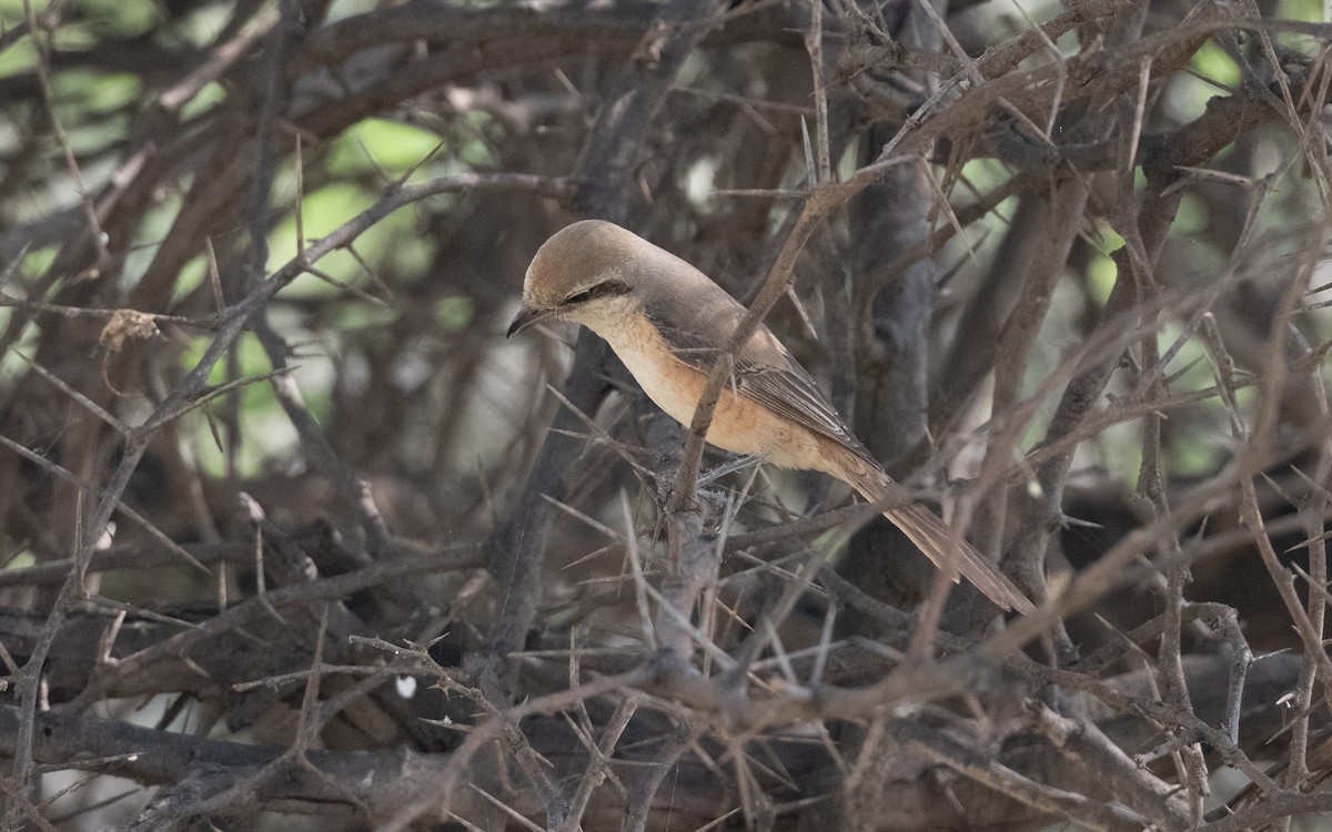 Brown Shrike - ML627059950