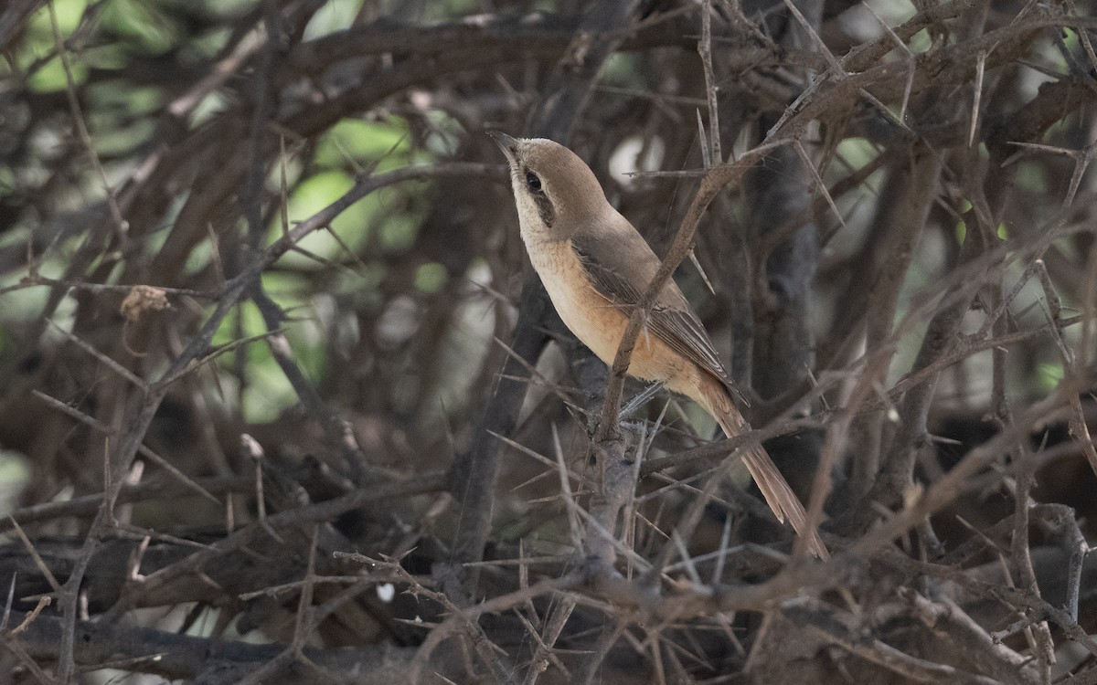 Brown Shrike - ML627059951