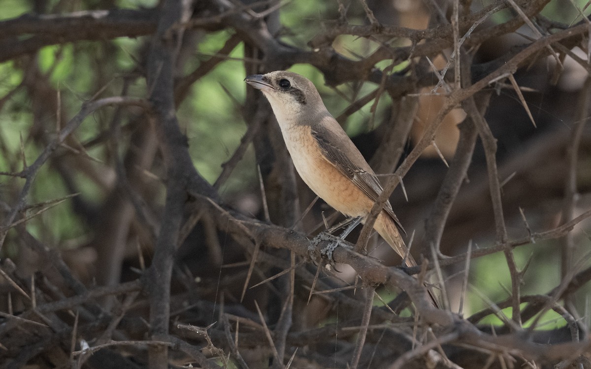 Brown Shrike - ML627059952