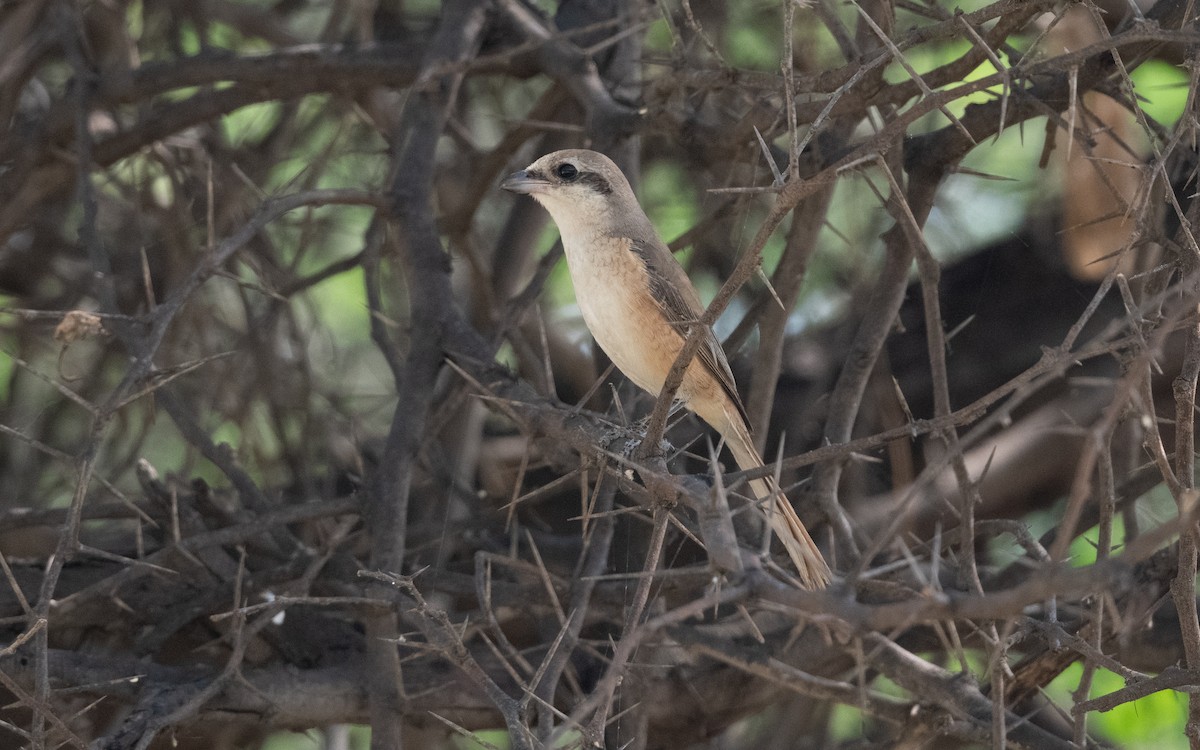 Brown Shrike - ML627059953