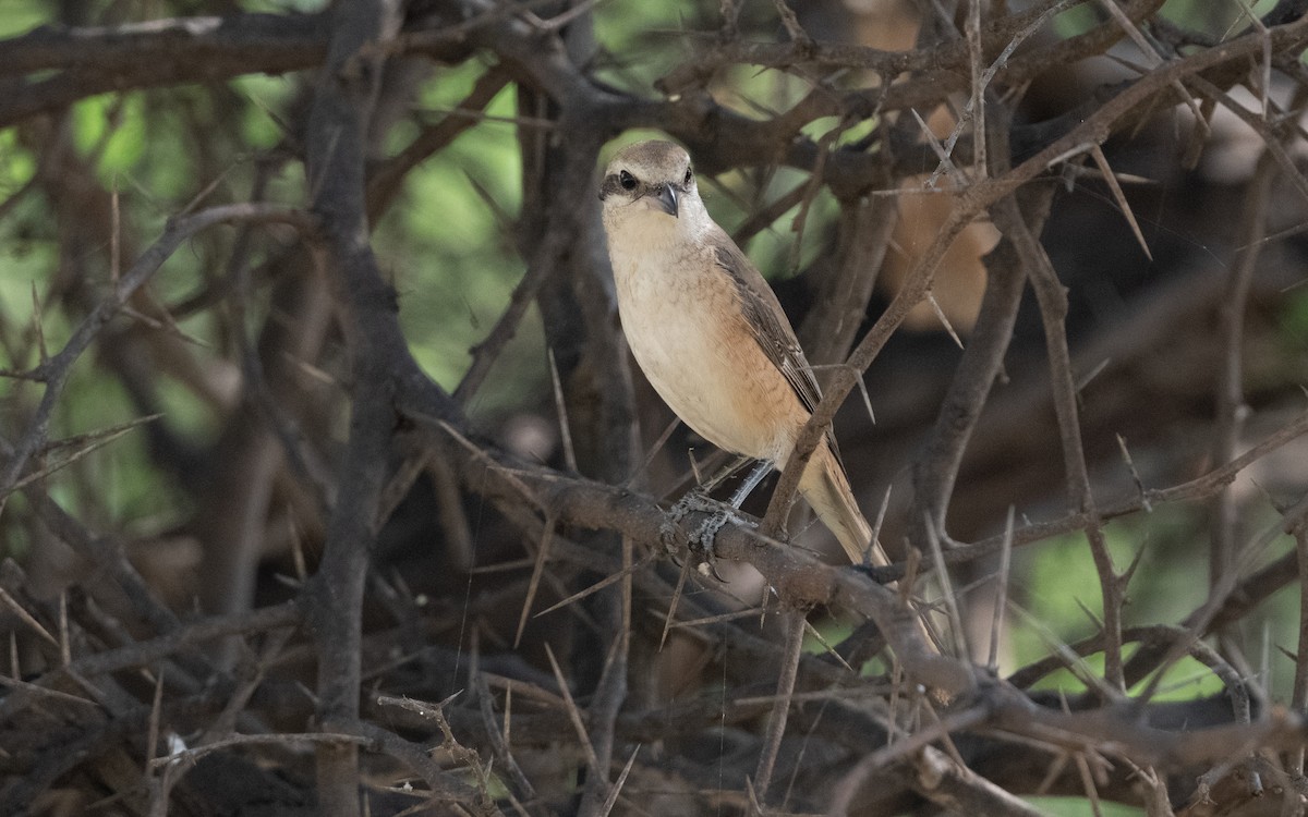 Brown Shrike - ML627059954