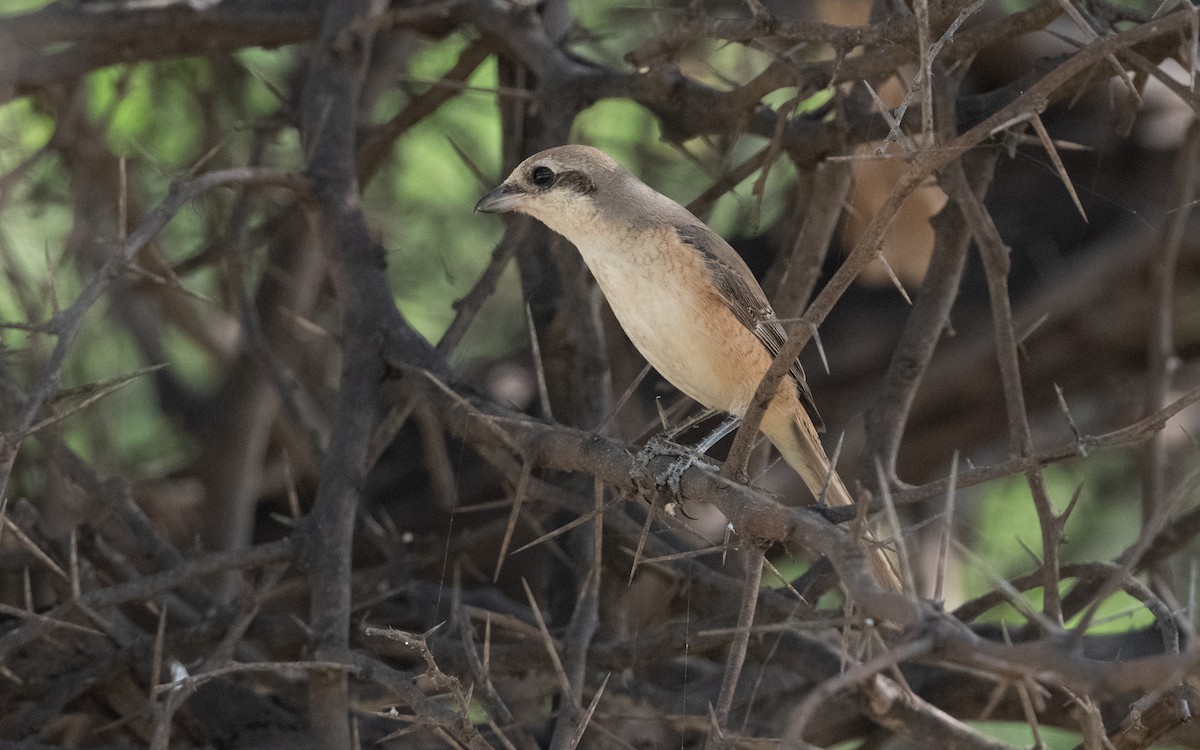 Brown Shrike - ML627059955
