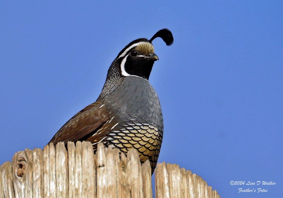 California Quail - ML627060019