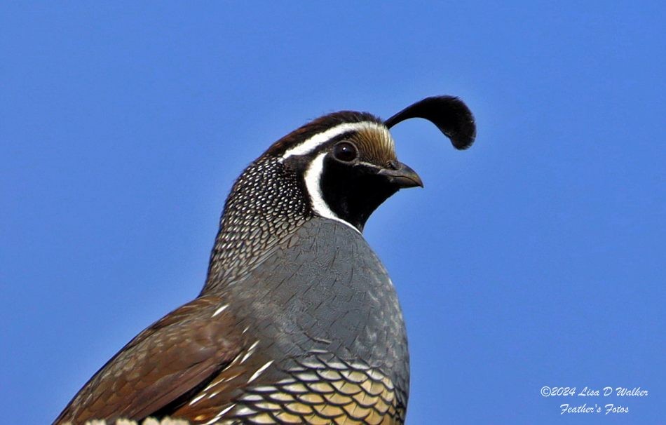 California Quail - ML627060020