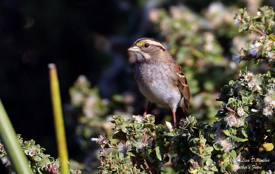 White-throated Sparrow - ML627060034