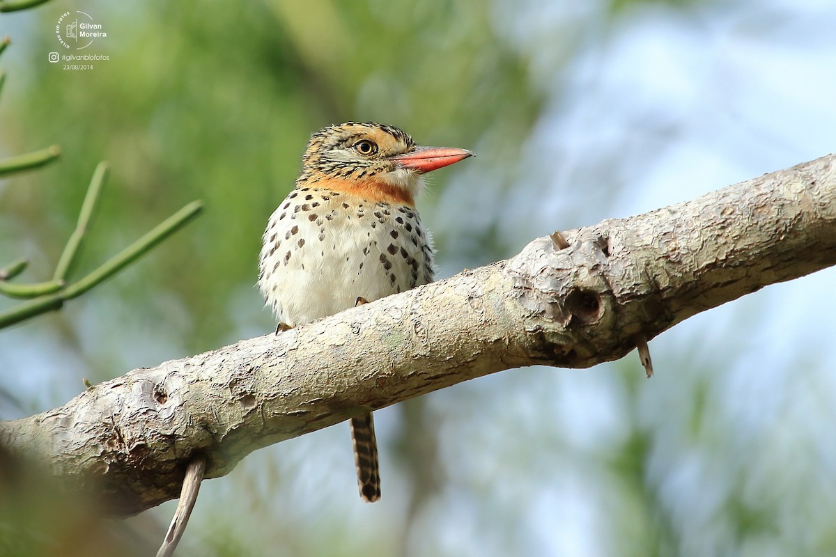 Spot-backed Puffbird (Spot-backed) - ML627060048