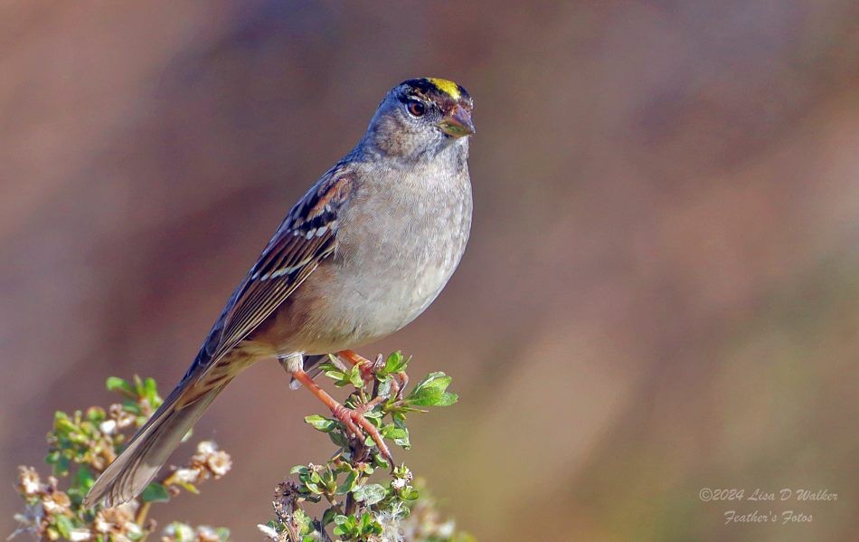 Golden-crowned Sparrow - ML627060069