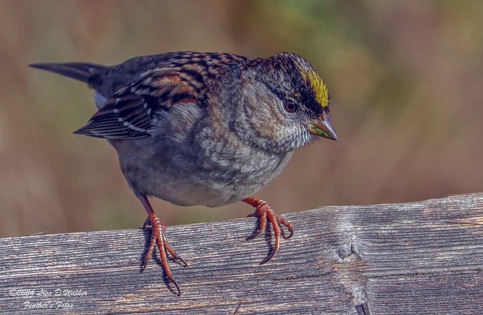 Golden-crowned Sparrow - ML627060071