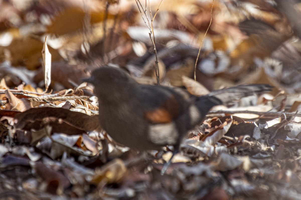 Red-shouldered Spinetail - ML627060151