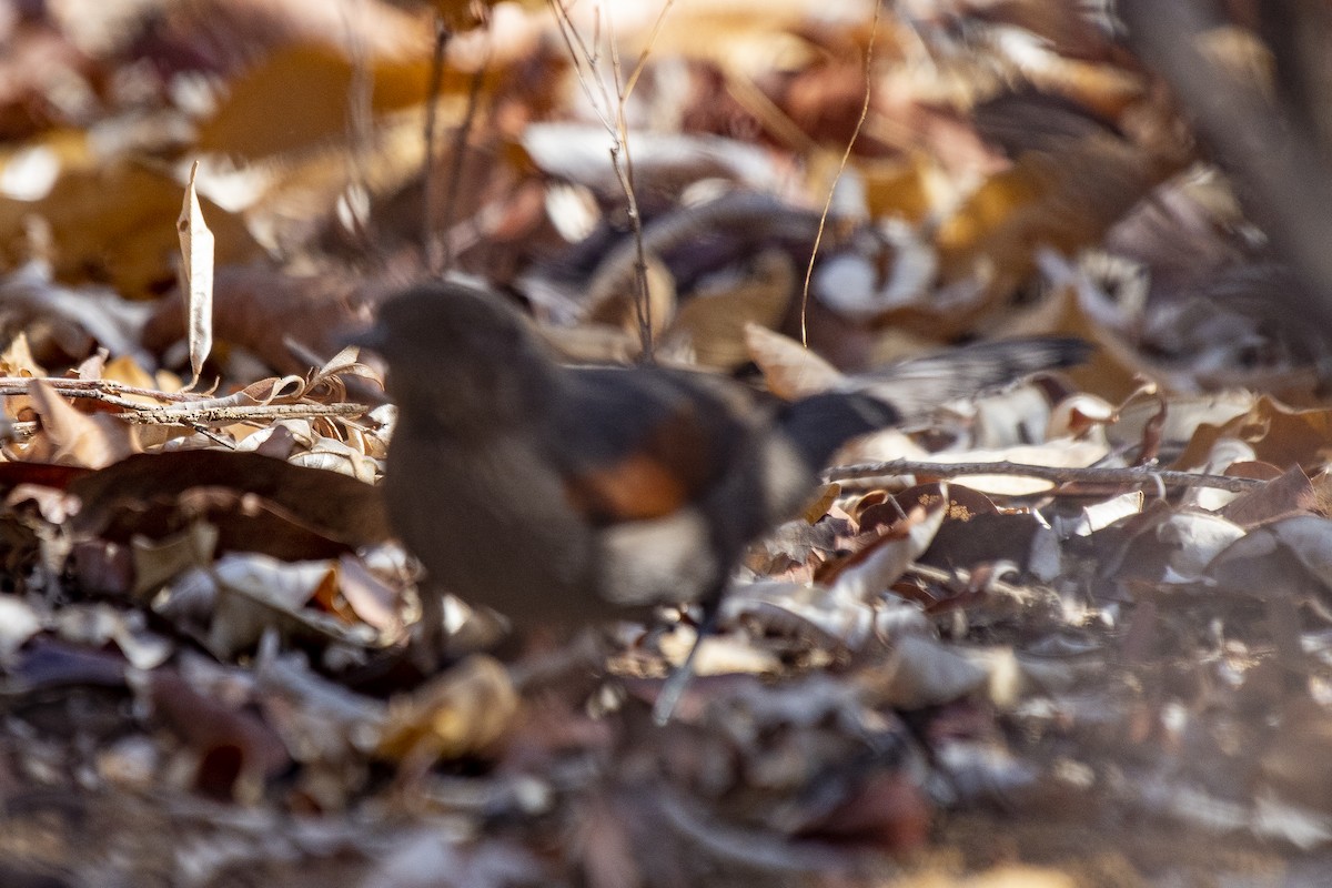 Red-shouldered Spinetail - ML627060154