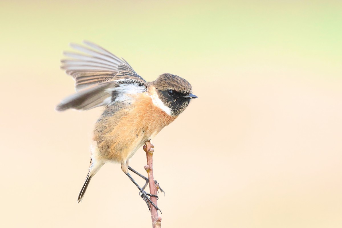 European Stonechat - ML627060341