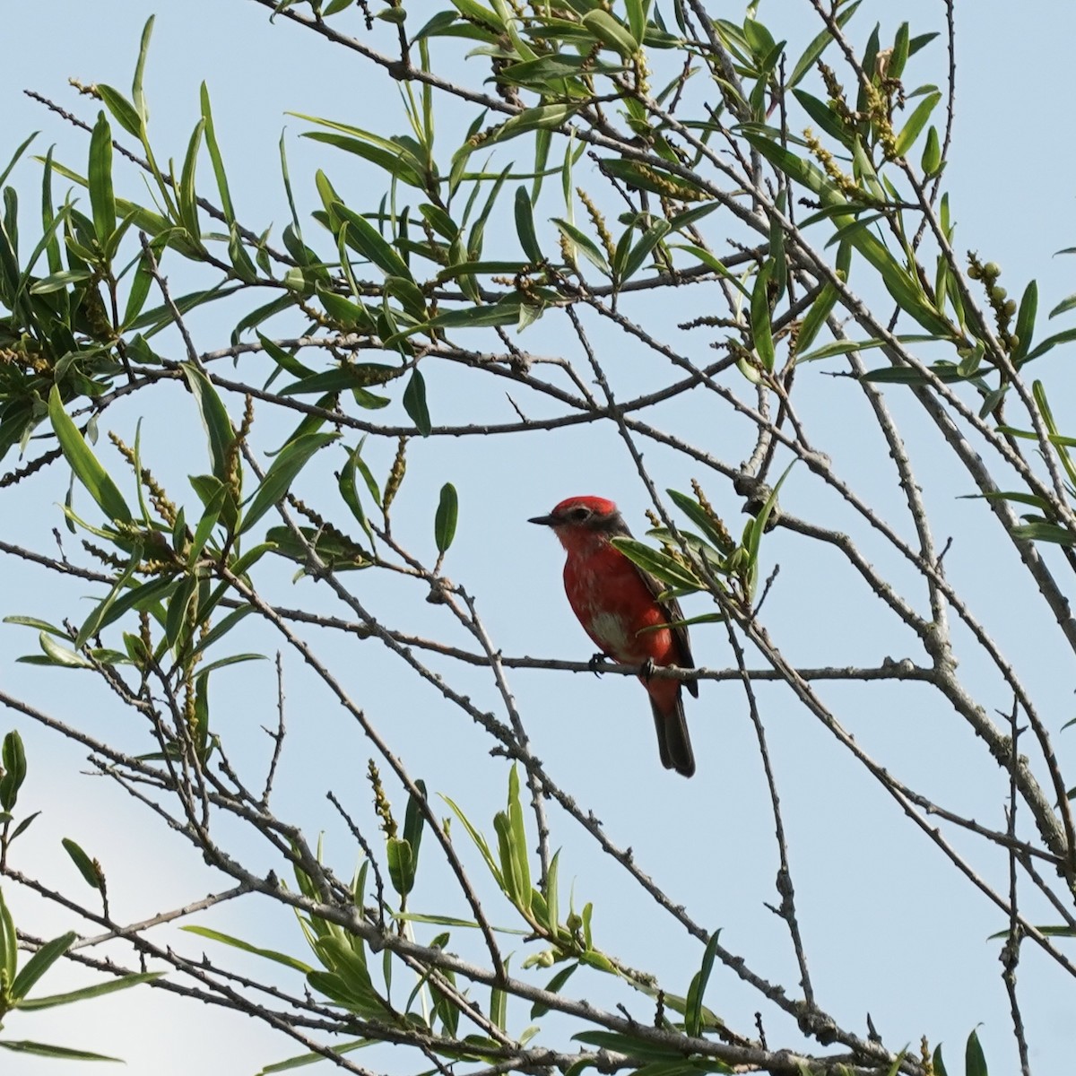 Vermilion Flycatcher (Austral) - ML627060404