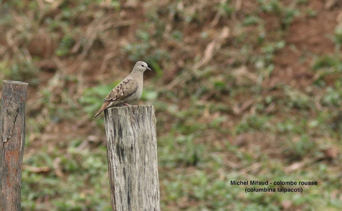 Ruddy Ground Dove - ML627060530