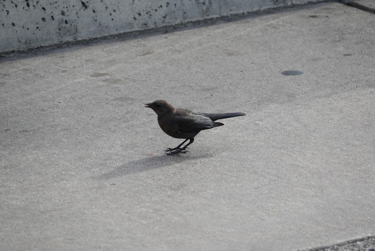 Brewer's Blackbird - ML627060560