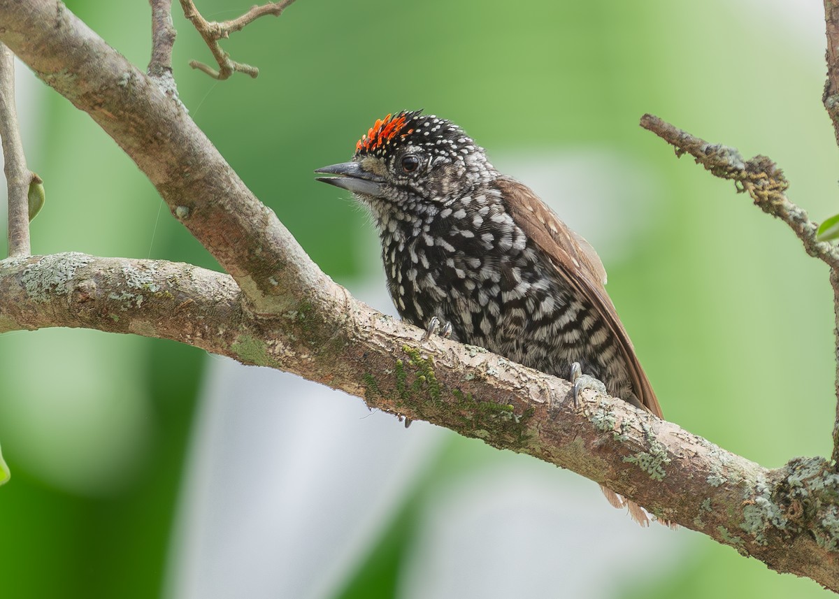 Speckle-chested Piculet - ML627060673