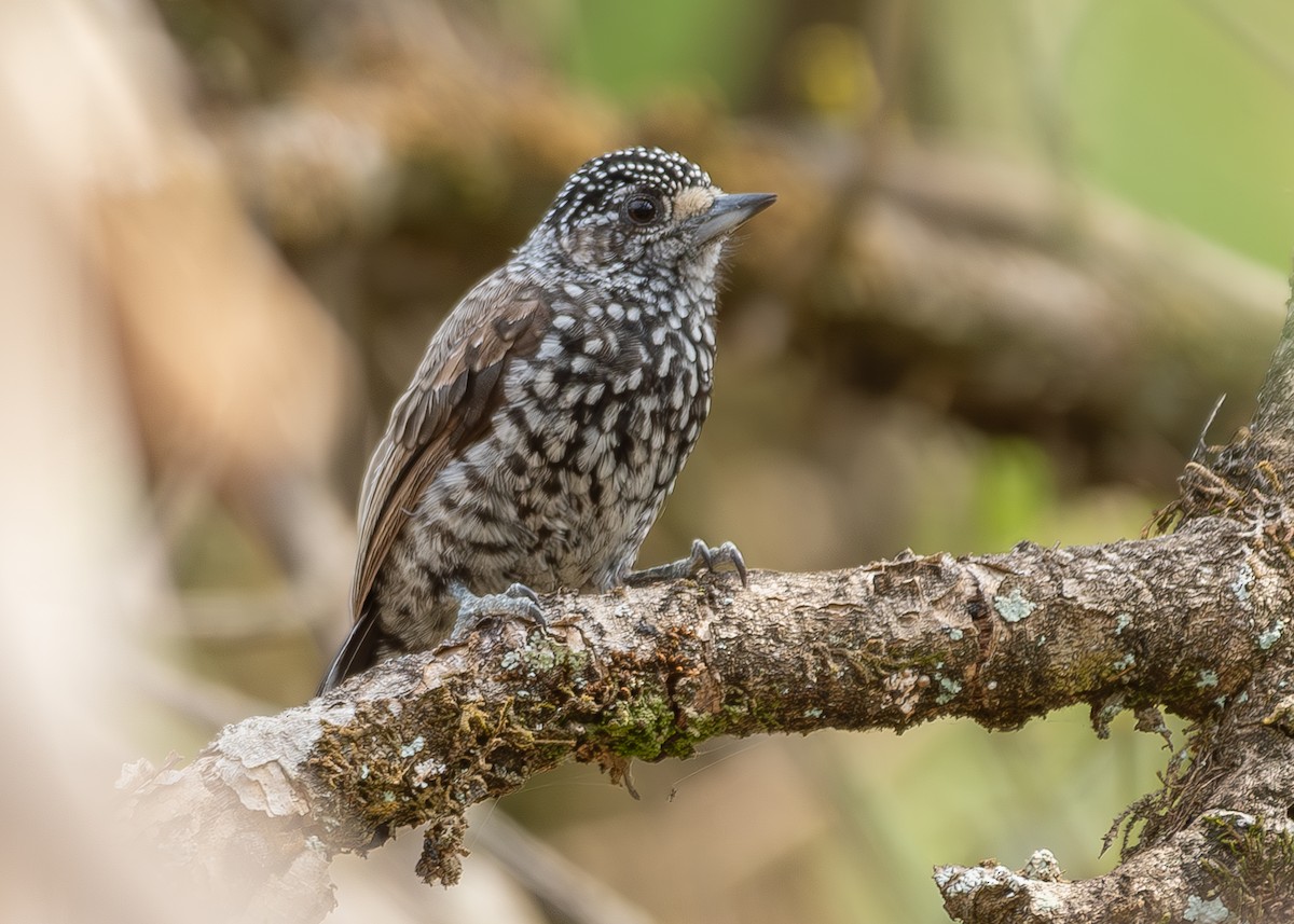 Speckle-chested Piculet - ML627060674
