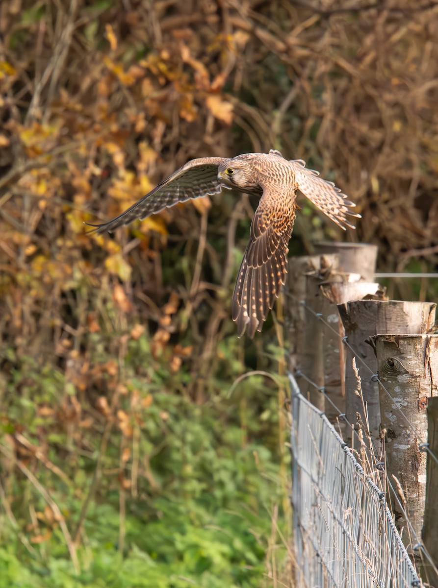 Eurasian Kestrel - ML627061450