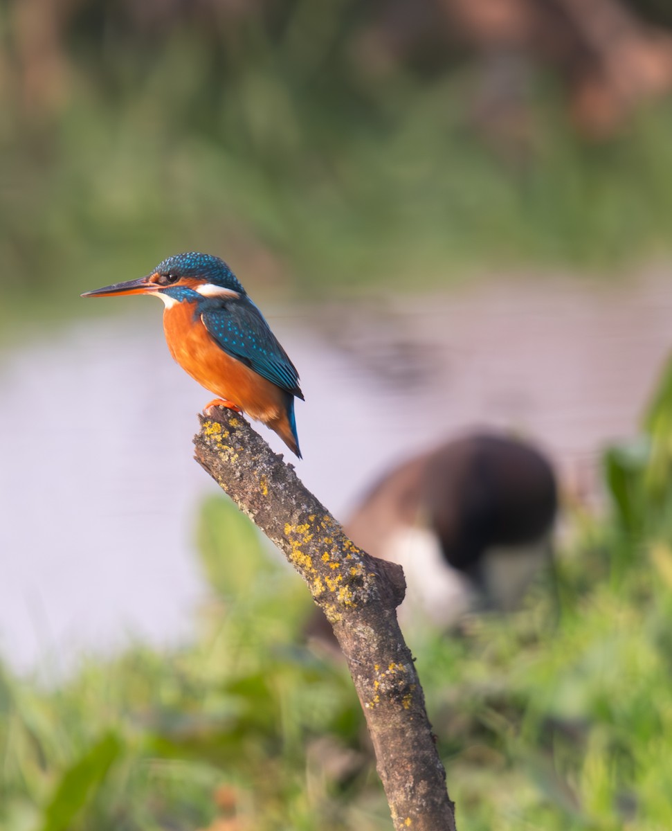 Common Kingfisher - ML627061454