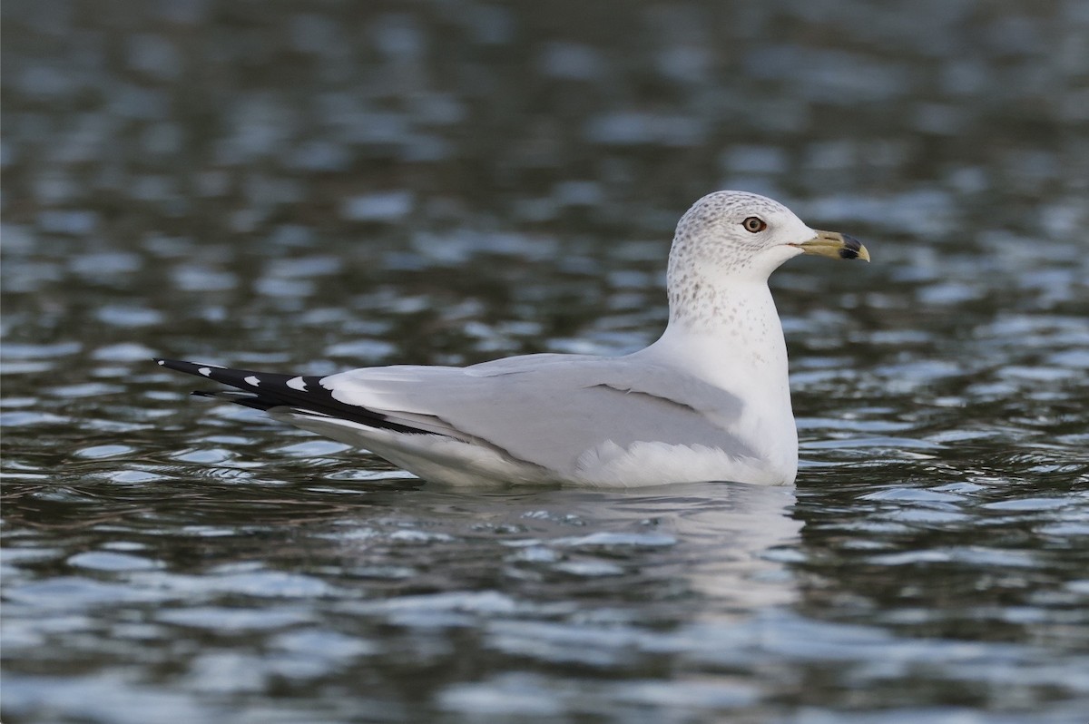 Ring-billed Gull - ML627061774
