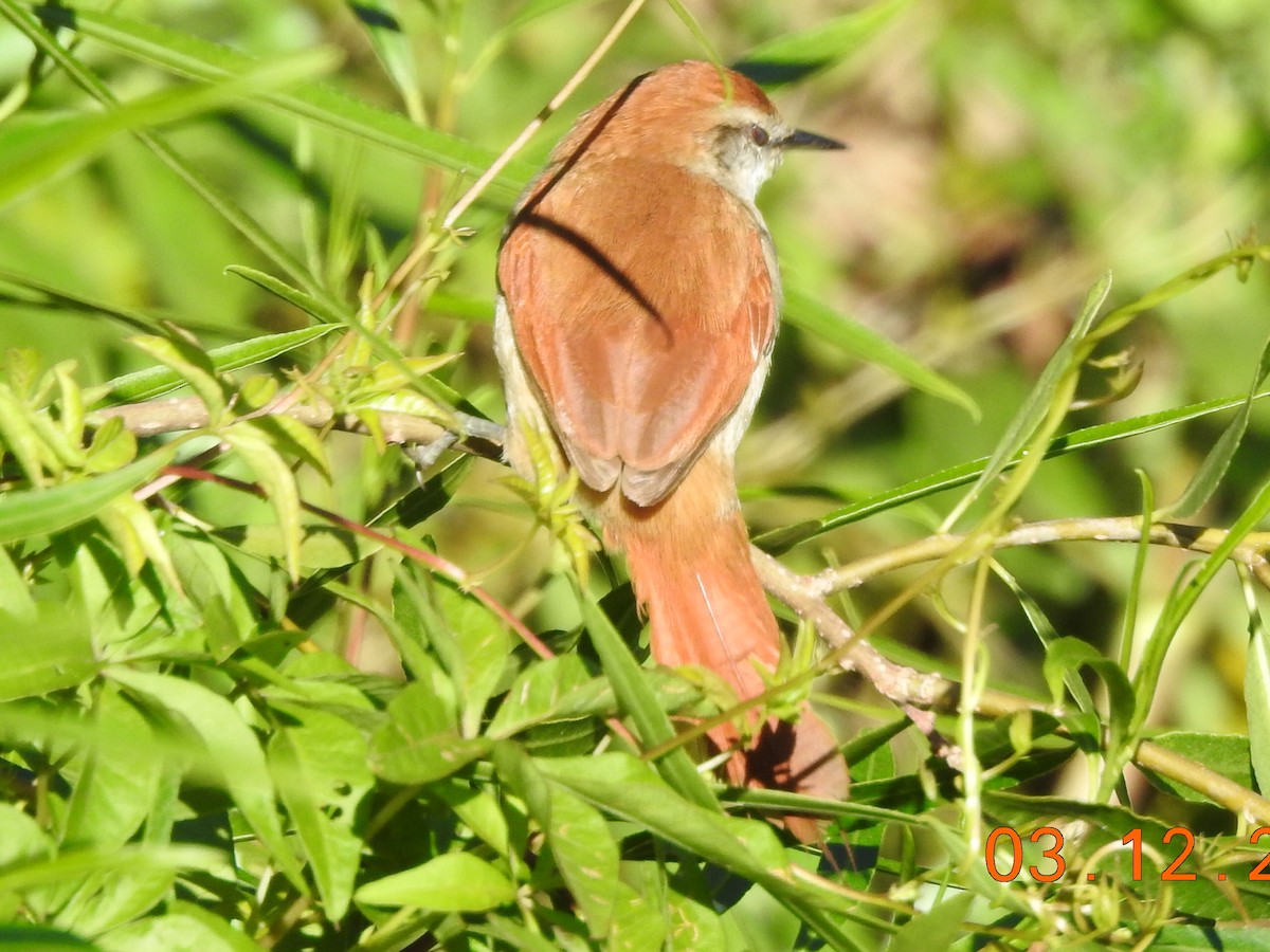 Yellow-chinned Spinetail - ML627061958