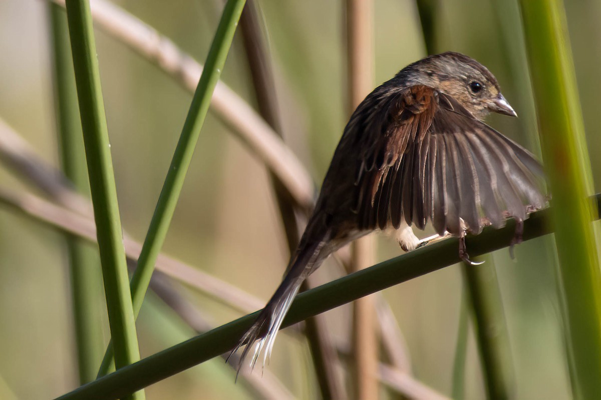 Swamp Sparrow - ML627062156