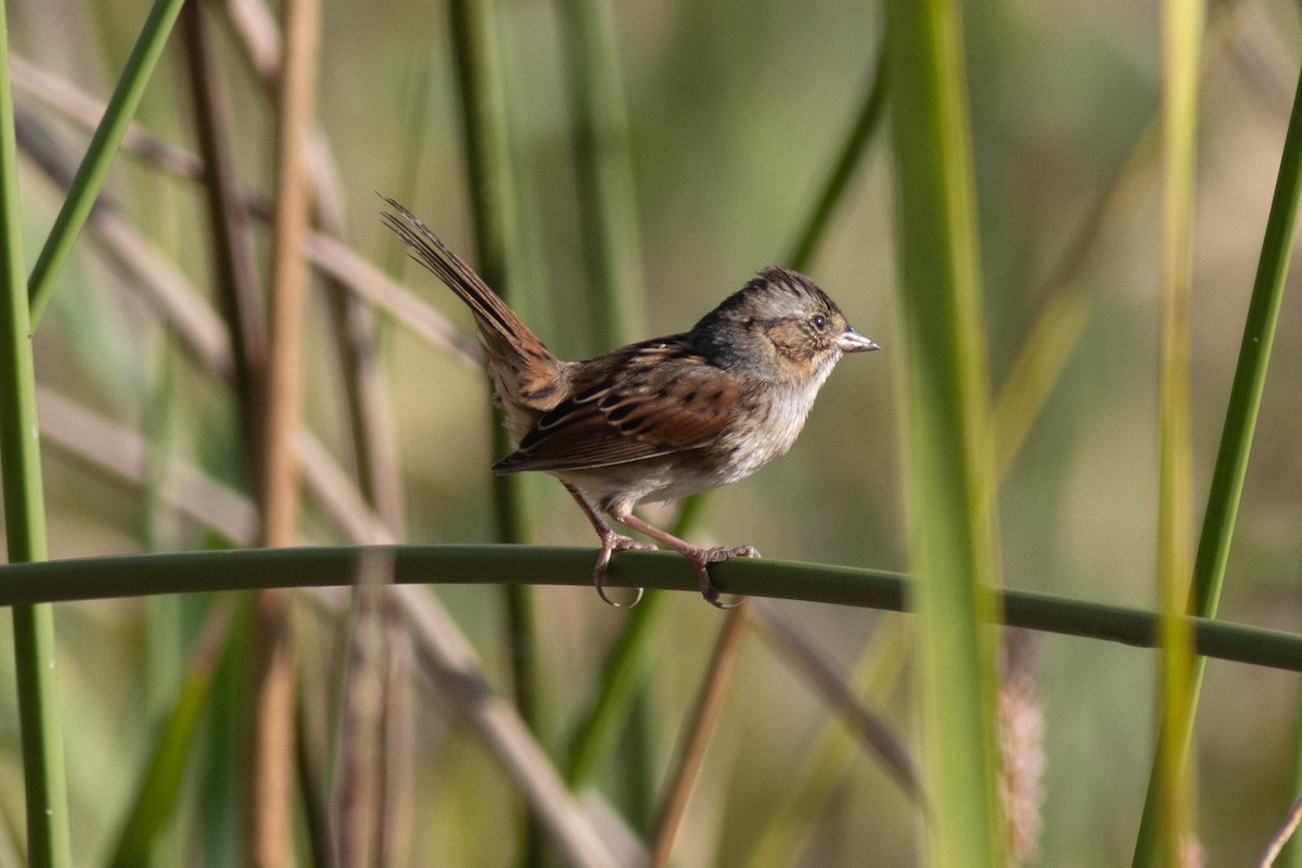 Swamp Sparrow - ML627062157