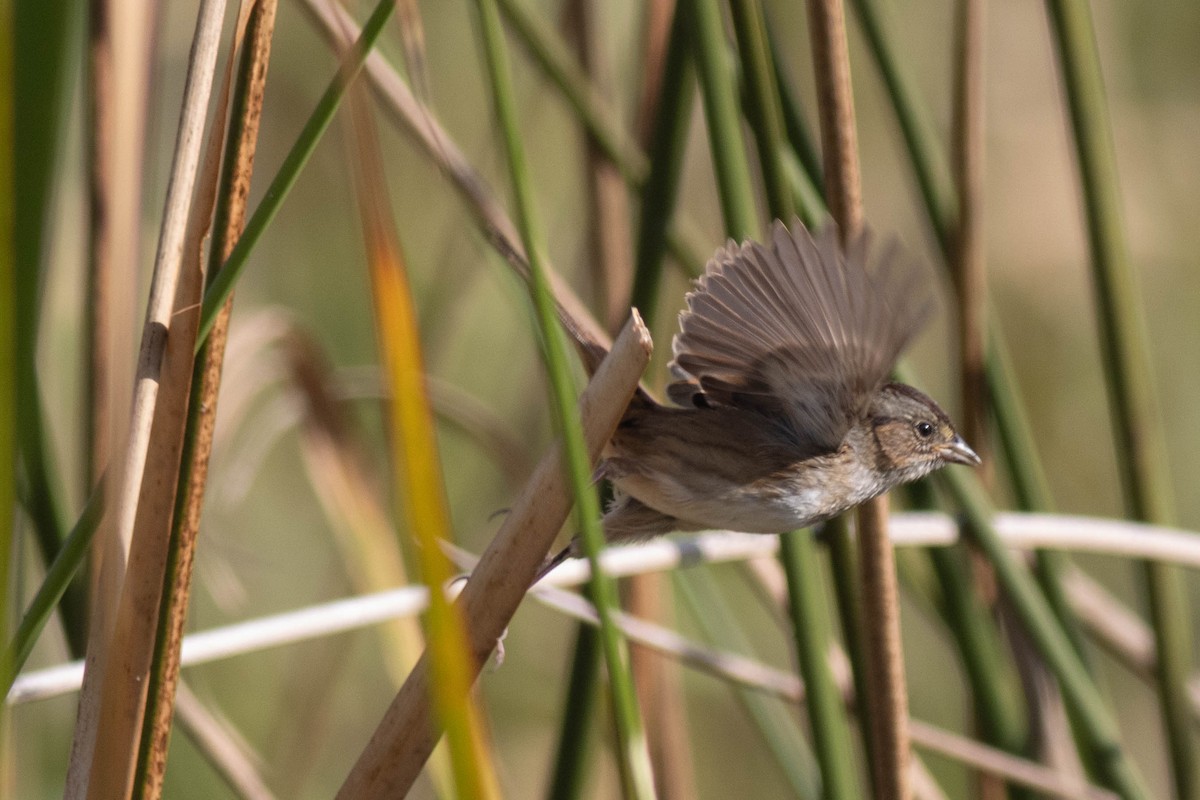 Swamp Sparrow - ML627062158