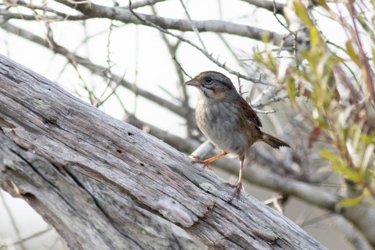 Swamp Sparrow - ML627062159