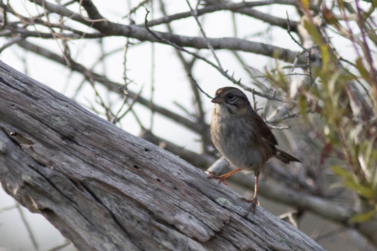 Swamp Sparrow - ML627062160