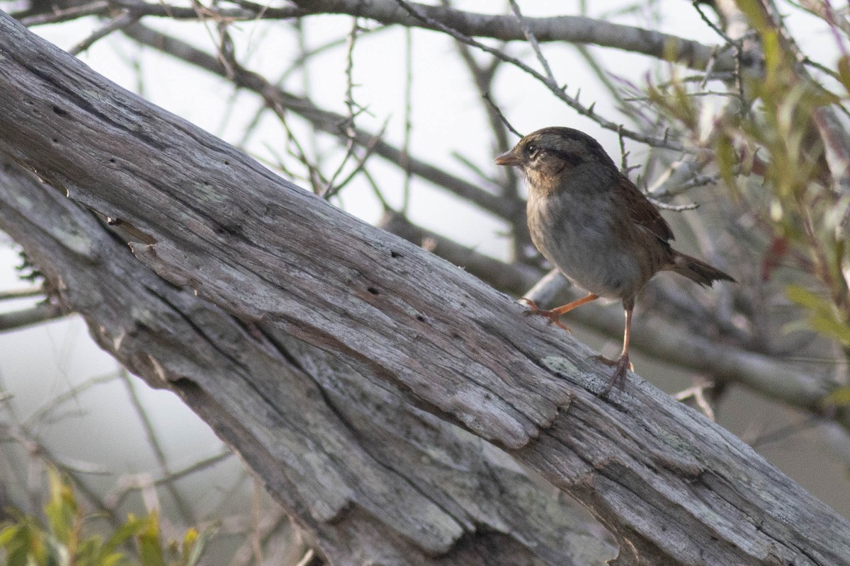Swamp Sparrow - ML627062161