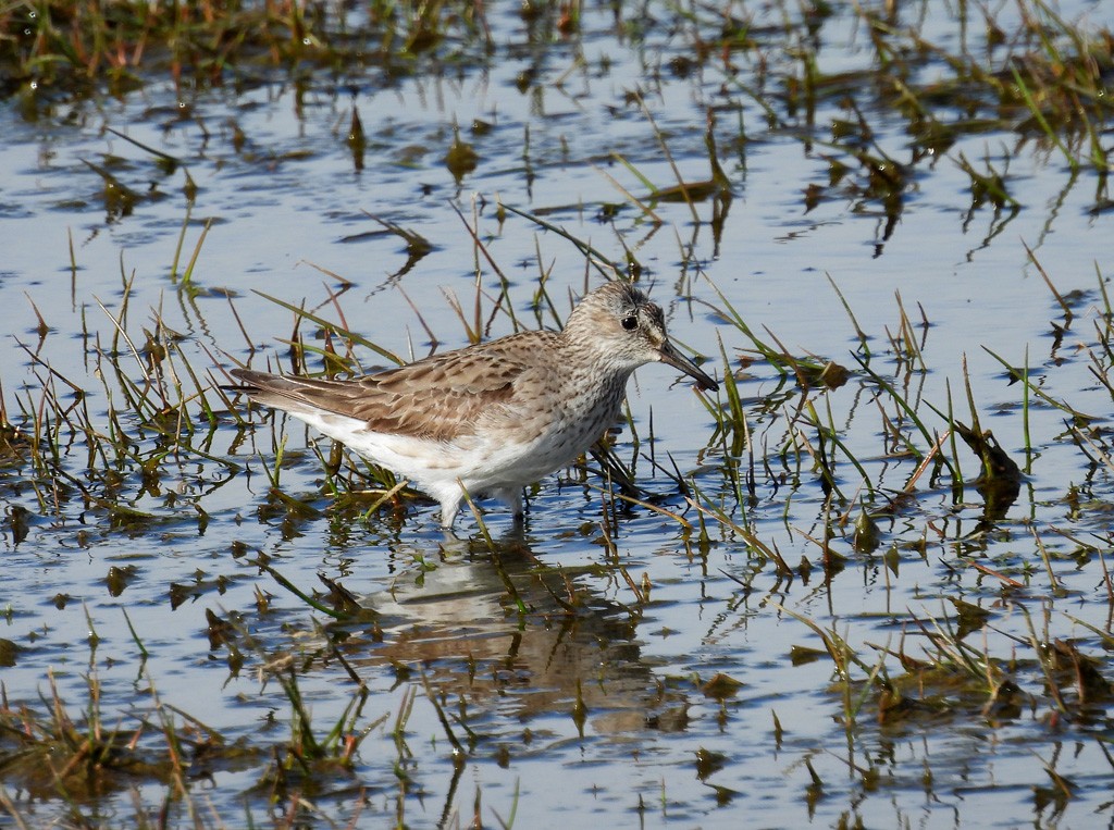 White-rumped Sandpiper - ML627062217